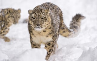 Обои морда, снежные барсы, ирбис, снежный барс, грозный, снежный леопард, барс, дикая кошка, прогулка, снег, хищник