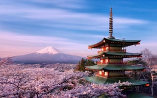 Обои пагода, япония, вулкан фудзияма, сакура