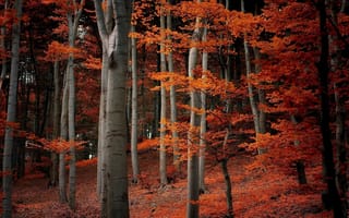 Картинка деревья, оранжевые, осень, природа, листья, ветки, лес