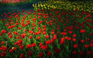 Обои цветы, клумба, весна, сад, тюльпаны, парк