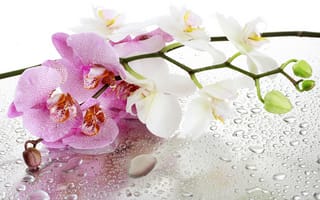 Картинка цветы, отражение, орхидеи, капли