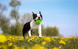 Картинка цветы, игра, мяч, собака, бостон-терьер