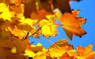 Картинка небо, осень, клен, листья