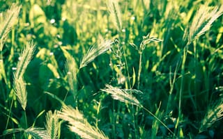 Обои трава, макро, поле, зеленая, природа, колоски