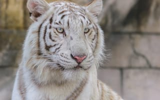 Обои тигр, большая кошка, хищник, взгляд, белый