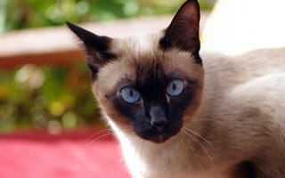 Картинка кот, ziva & amir, голубые глаза, кошка, взгляд, сиамская