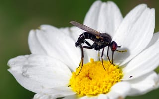 Картинка макро, цветок, белый, насекомое, ziva & amir, муха