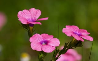 Картинка цветы, яркий, hairy pink flax, розовые, полевой цветок, ziva & amir, лен, цветком