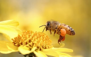 Картинка макро, пчела, игруха, цветок, насекомое