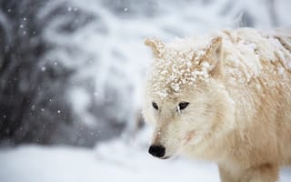 Картинка снег, волк, зима, арктический волк, белый