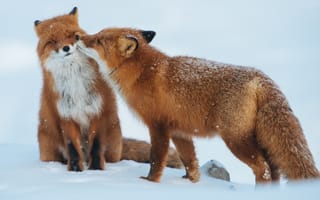 Обои снег, хищники, пара, зима, животные, лисы