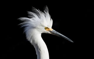 Картинка птица, клюв, snowy egret, белая, черный, цапля