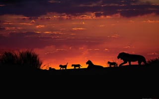 Картинка небо, закат, львы, калахари, вечер, львята, силуэты, прайд, семейная стая львов, африка
