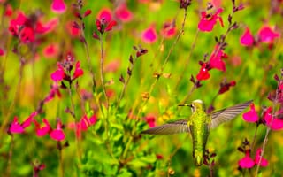 Картинка цветы, растение, клюв, колибри, крылья, птица