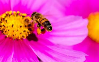 Картинка макро, пчела, danny perez photography, насекомое, pink yellow bee, космея, лепестки, цветок, яркий