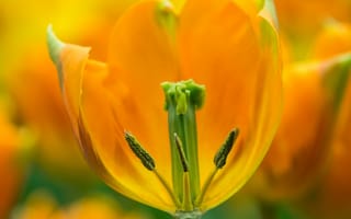Картинка желтый, цветок, макро, весна, тюльпан