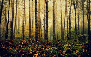 Картинка деревья, лес, солнце, листья, ветка, осень
