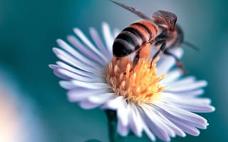 Картинка макро, пчела, маргаритка, насекомое, danny perez photography, цветок