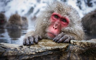 Картинка вода, обезьяна, snow monkey, снежная обезьяна, камень, снег, обезьяны, природа, японский макак