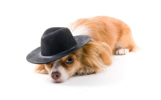 Картинка собака, длинношерстная, чихуахуа, белый, рыжая, шляпа
