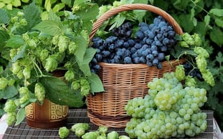 Картинка зелёный, корзина, ягоды, гроздь, виноград, хмель, черный