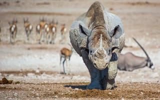Картинка природа, животные, носорог, lucien muller, африка