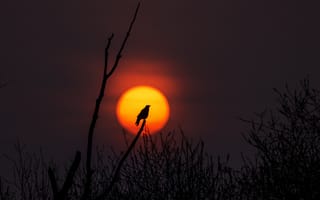Картинка солнце, закат, дерево, силуэт, ветви, природа, птица