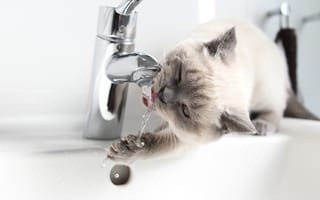 Картинка вода, короткошерстный, смеситель, кошка, жажда, кран, котенок, британский