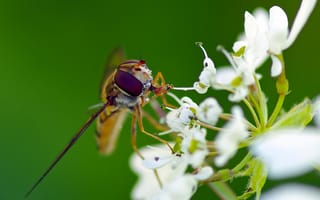 Картинка макро, белый, муха, журчалка, ziva & amir, насекомое, цветок