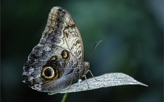 Картинка макро, темный, крылья, калиго, бабочка, бабочка-сова калиго, насекомое, бабочка-сова, лист, растение, francesc/francisco