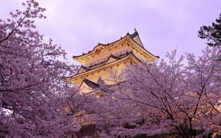 Картинка город, япония, весна, пагода, сакура