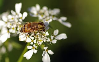 Картинка цветы, муха, насекомое, белые, пчела, макро, ziva & amir, трутень
