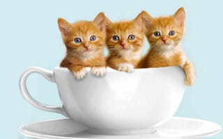Картинка кошки, белая, малыши, чашка, милые, рыжие, котята