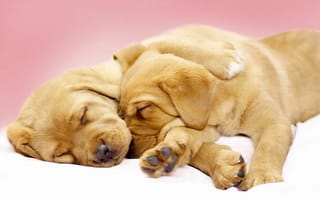 Картинка щенки, спящие, лабрадор, милые, собаки, ретривер