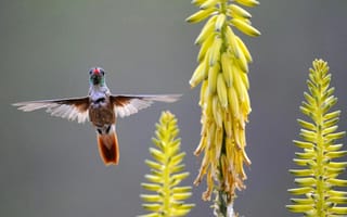 Обои цветы, птица, колибри, желтые, крылья, птаха