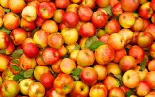 Картинка фрукты, урожай, яблоки, плоды