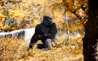 Картинка лес, горилла, примат, осень, животное, black gorilla, обезьяна
