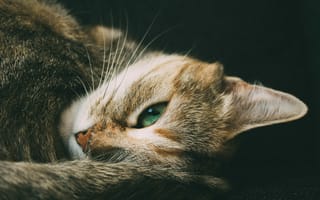 Картинка глаза, шерсть, кошка, взгляд, усы, зеленые, кот