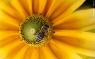 Обои макро, пчела, насекомое, цветок