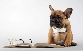 Картинка очки, щенок, книга, собака, мопс