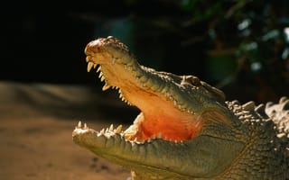 Картинка зубы, аллигатор, крокодил, рептилия, пасть