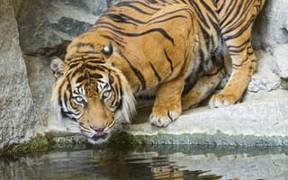 Картинка тигр, язык, дикая кошка, водопой, вода, водоем, морда, зоопарк, хищник, скалы, камни