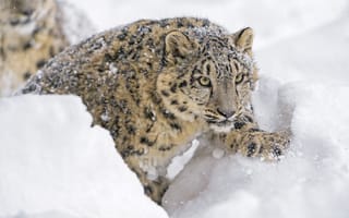 Картинка морда, дикая кошка, хищник, снег, зоопарк, снежный леопард, лапа, снежный барс, ирбис, зима, молодой, смотрит, детеныш