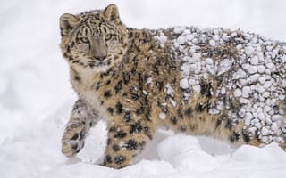 Картинка морда, снег, мех, барс, снежный барс, снежный леопард, ирбис, пятна, дикая кошка, хищник, молодой