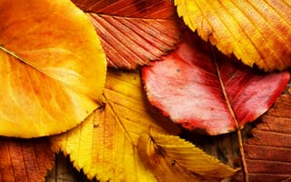 Обои природа, листья, осенние листья, осень, красные листья, макро, желтые листья