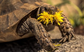 Картинка желтый, одуванчик, tortoise, черепаха, цветок