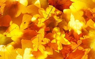 Обои осень, осенние, время года, сезоны, сезонные, лист, растение, листья, листва, осеньfoliage