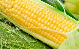 Картинка кукуруза, початок, злаки, овощи, зерно