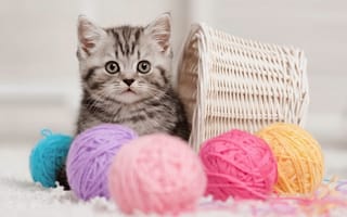 Картинка кошка, клубки, нитки, котенок, корзина
