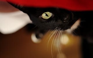 Картинка кот, кошка, фон, jpg, взгляд, черный